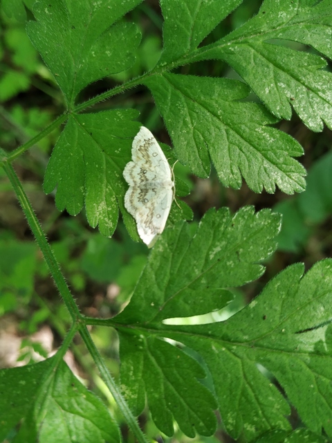 Cyclophora annularia - gyűrűs pettyesaraszoló