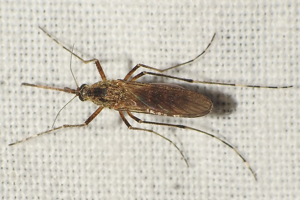 Culicidae - csípőszúnyogok