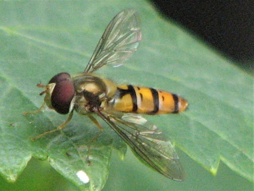 Episyrphus balteatus - ékfoltos zengőlégy