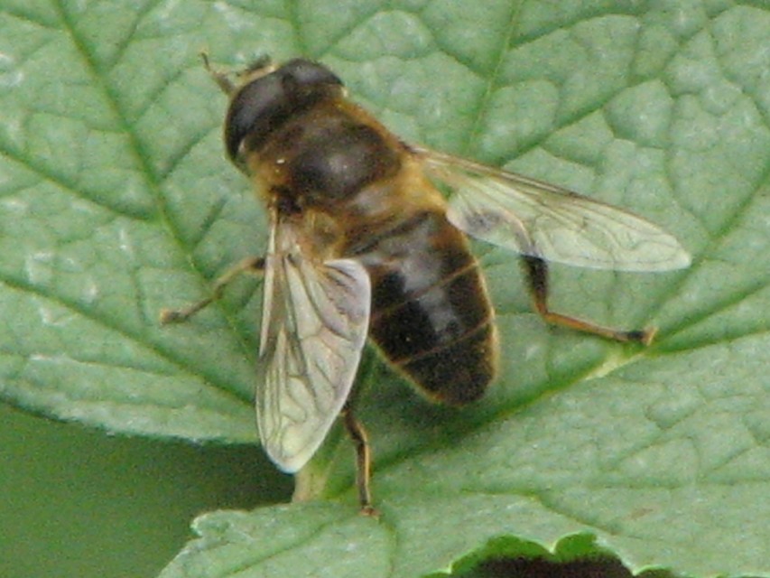 Eristalis tenax - közönséges herelégy