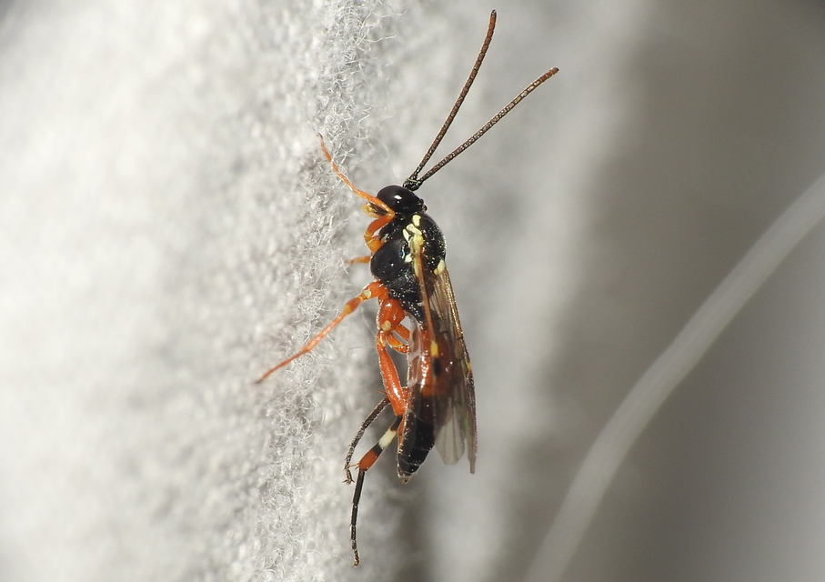 Diplazon laetatorius