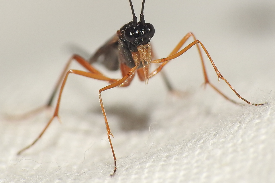 Braconidae - gyilkosfürkészek