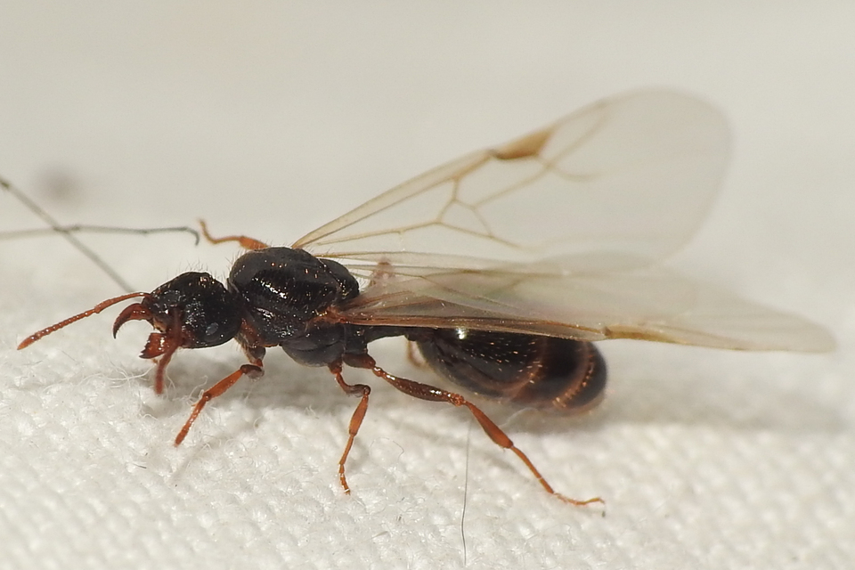 Tetramorium