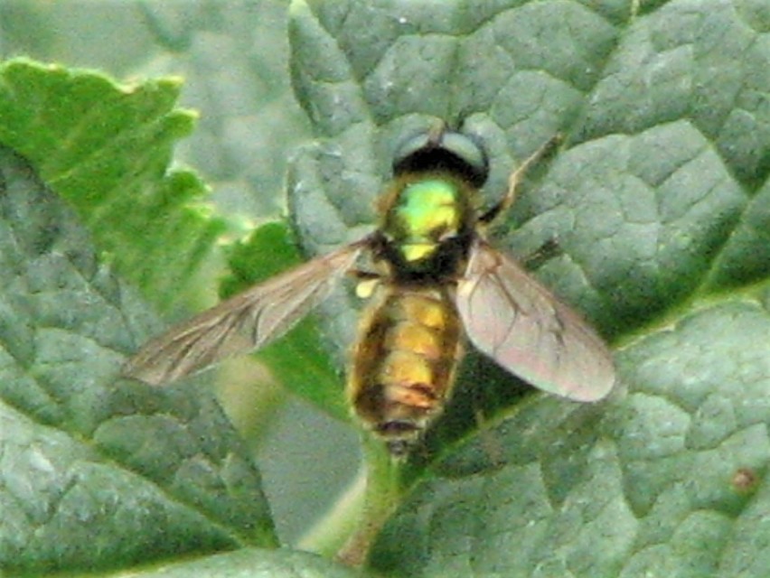 Chloromyia