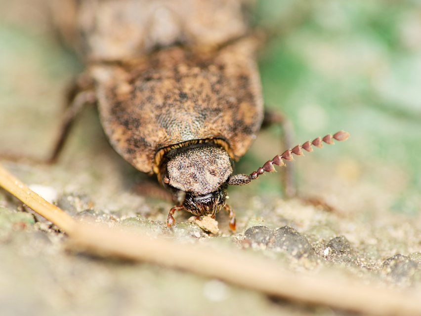 Agrypnus murinus - egérszínű pikkelyespattanó