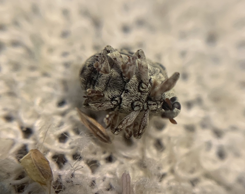 Cionus thapsus - kis ökörfarkkóró-gömbormányos