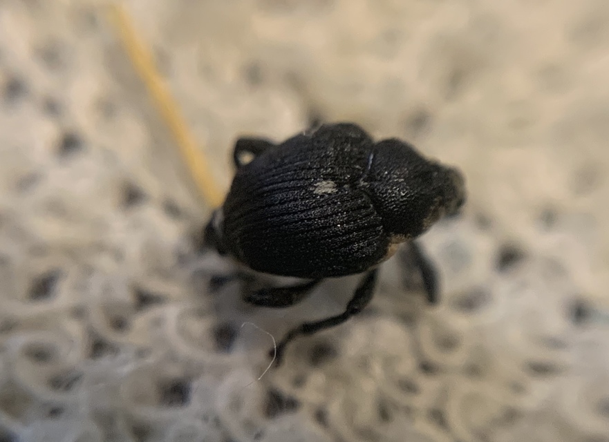 Mononychus punctumalbum - egykarmú nősziromormányos