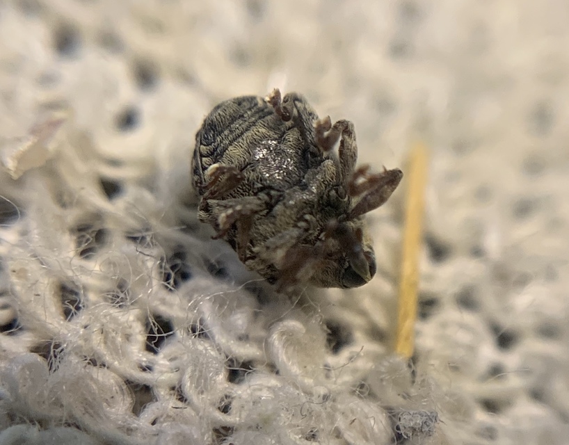 Cionus thapsus - kis ökörfarkkóró-gömbormányos