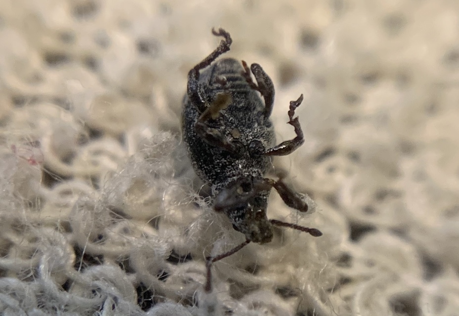 Peritelus familiaris - nagy kendermagbogár