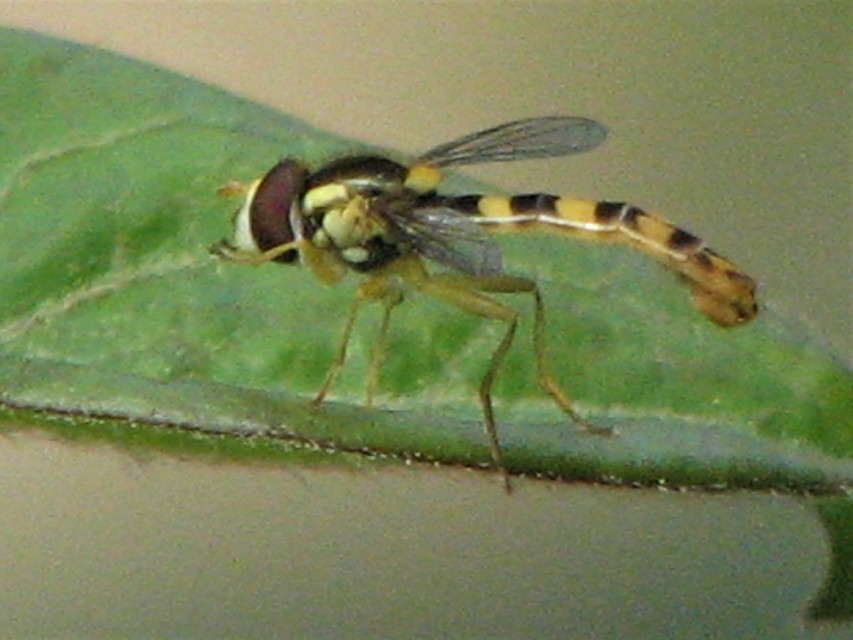 Sphaerophoria scripta - tarka darázslégy