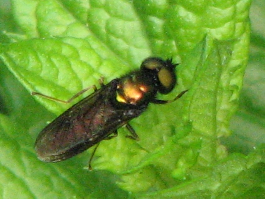 Chloromyia speciosa
