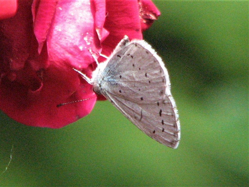 Celastrina argiolus - bengeboglárka