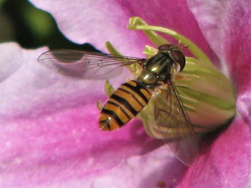 Episyrphus balteatus - ékfoltos zengőlégy