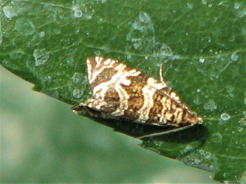 Celypha rivulana - dudvasodró tükrösmoly