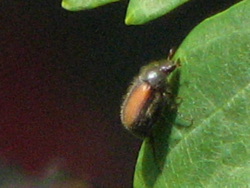 Omaloplia nigromarginata - szegélyes kiscserebogár