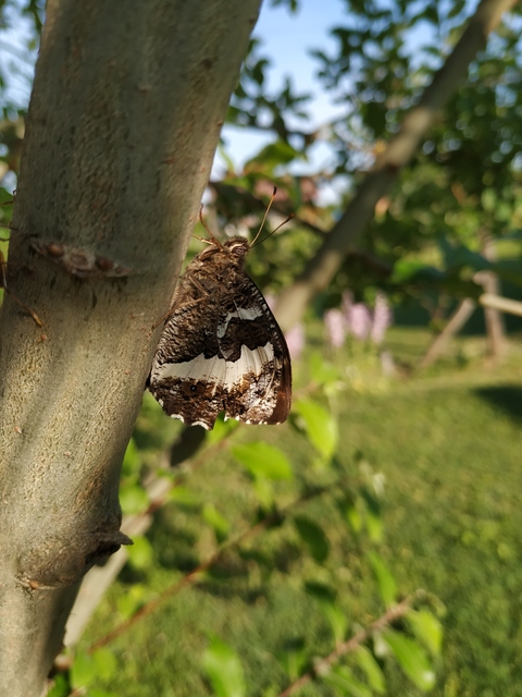 Brintesia circe - fehéröves szemeslepke