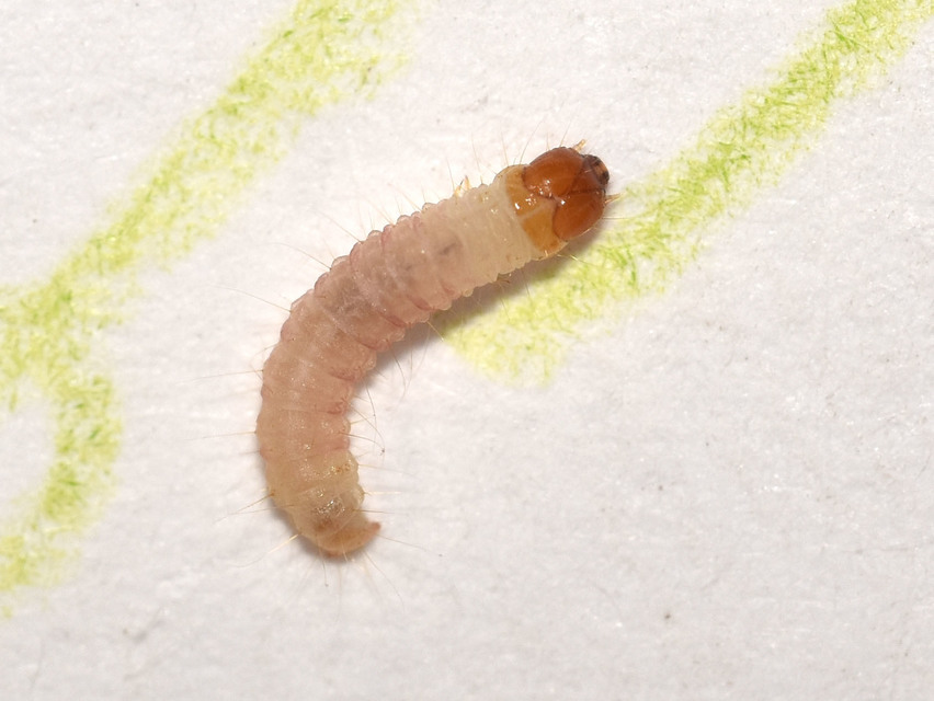 Plodia interpunctella - aszalványmoly