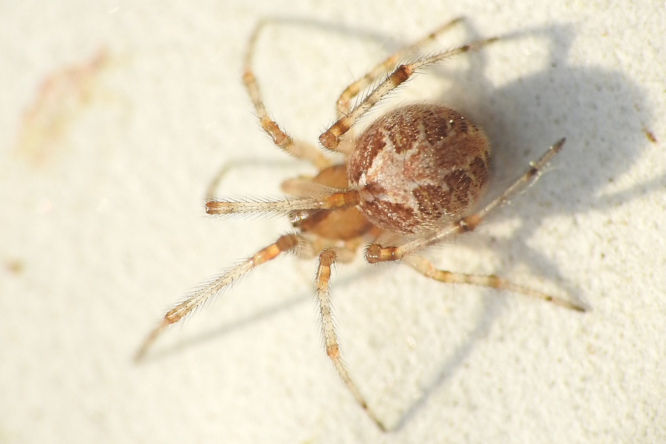 Theridion