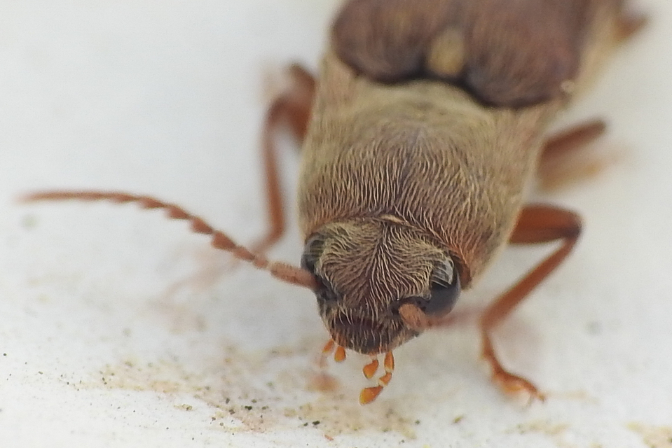 Synaptus filiformis - talpas pattanó