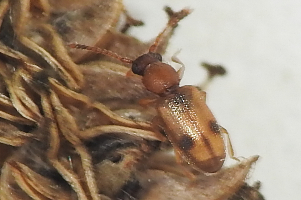Psammoecus bipunctatus - kétpettyes fogasnyakú-lapbogár