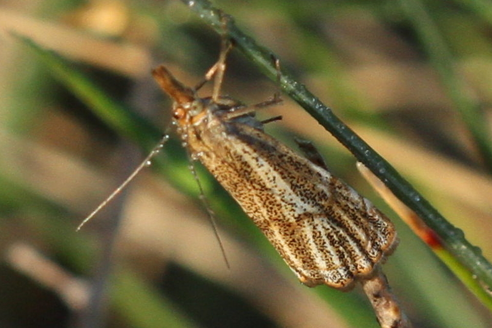 Thisanotia chrysonuchella - tavaszi fűgyökérmoly