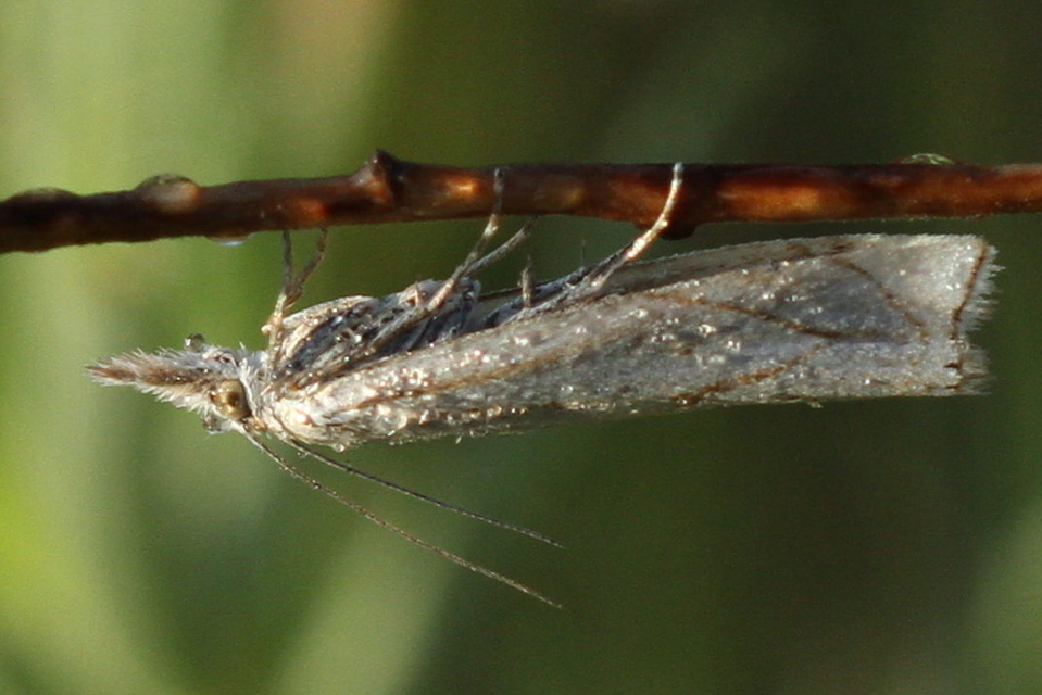 Xanthocrambus lucellus - zegzugos fűgyökérmoly