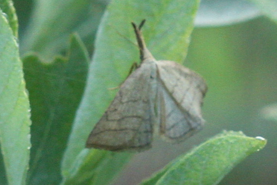 Polypogon tentacularia - sötétaljú karcsúbagoly