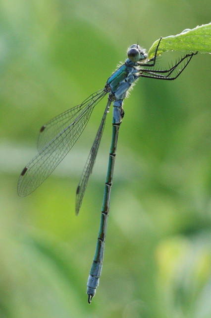 Lestes dryas - réti rablószitakötő