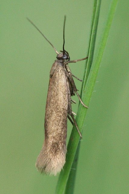 Scythrididae - zöldmolyfélék