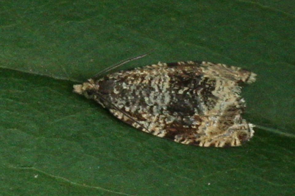 Celypha lacunana - vízparti tükrösmoly