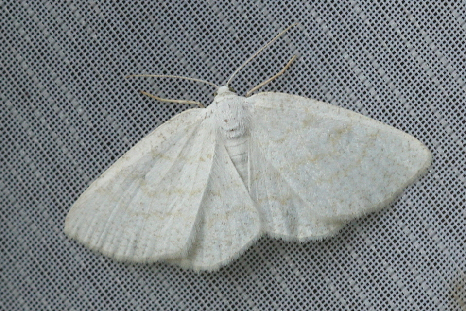 Cabera exanthemata - pettyes égeraraszoló