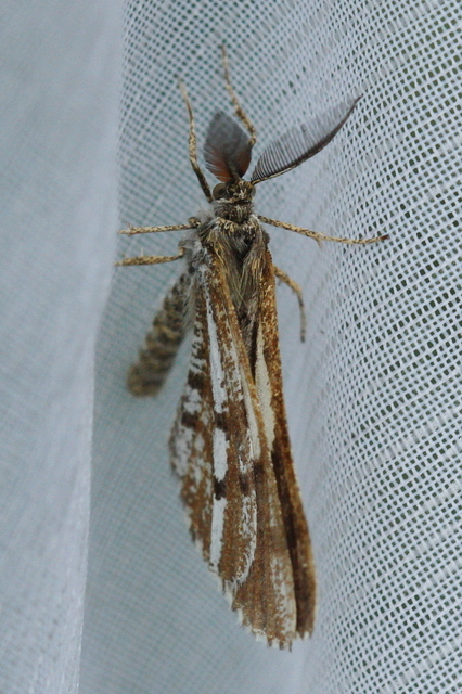 Bupalus piniaria - fenyőaraszoló