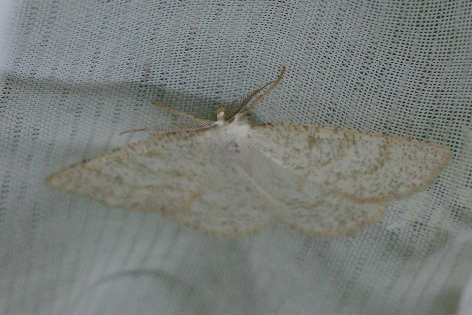 Cabera exanthemata - pettyes égeraraszoló