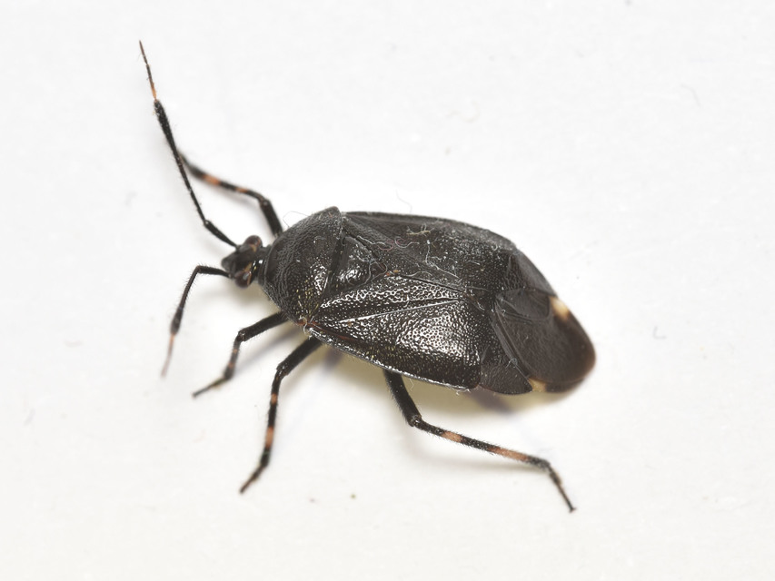 Deraeocoris trifasciatus - nagy mezeipoloska