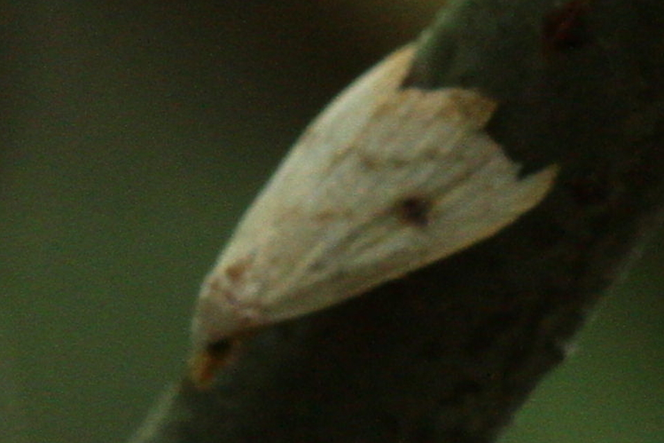 Rivula sericealis - selymes lórombagoly