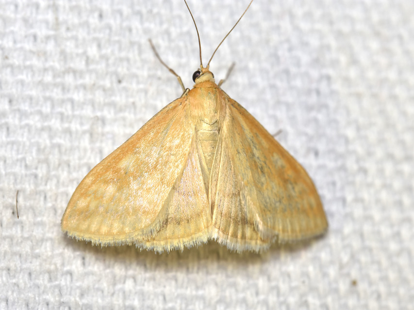 Sitochroa verticalis - világossárga dudvamoly