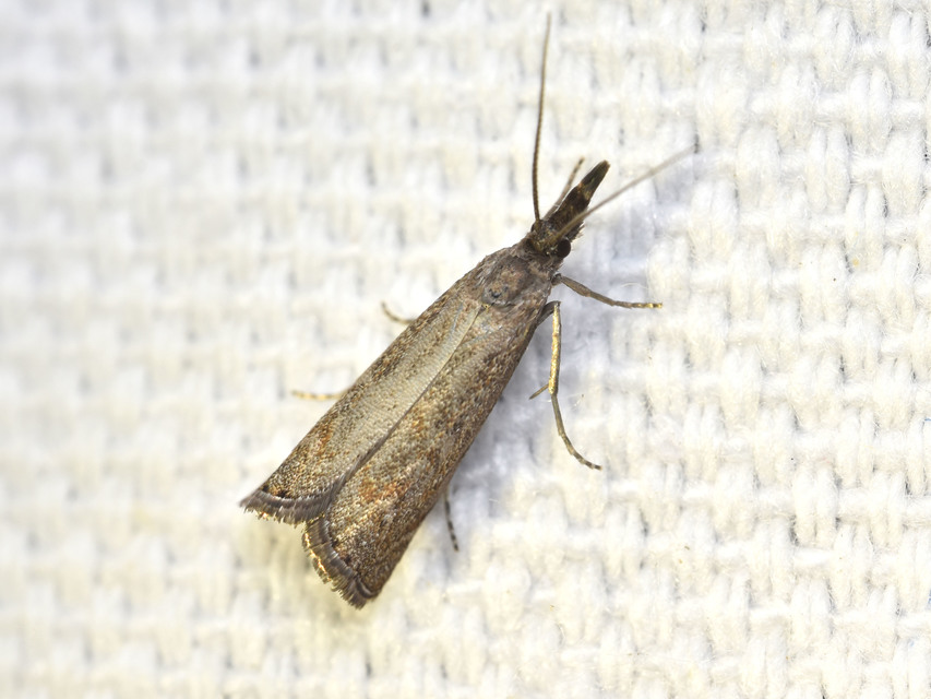 Platytes cerussella - törpe fűgyökérmoly