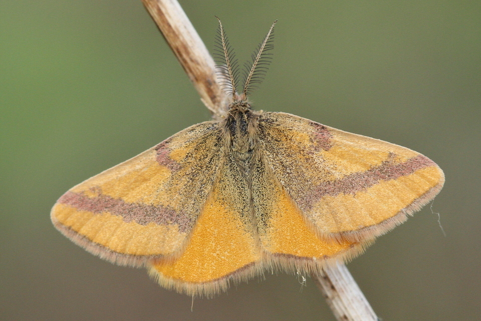 Lythria cruentaria - bíborcsíkos araszoló