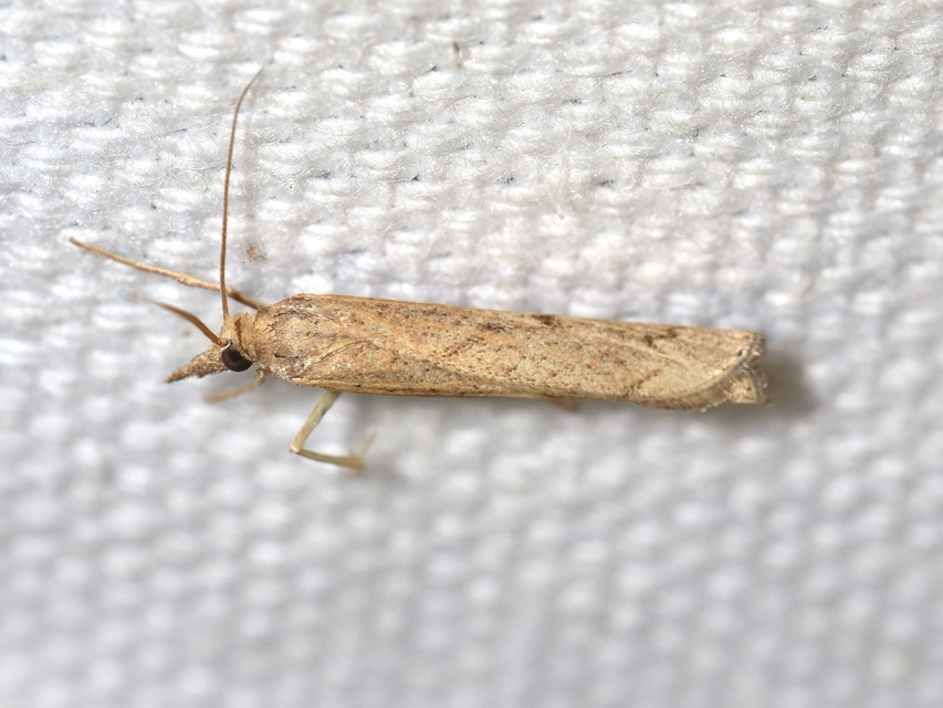 Pediasia contaminella - mocskos fűgyökérmoly