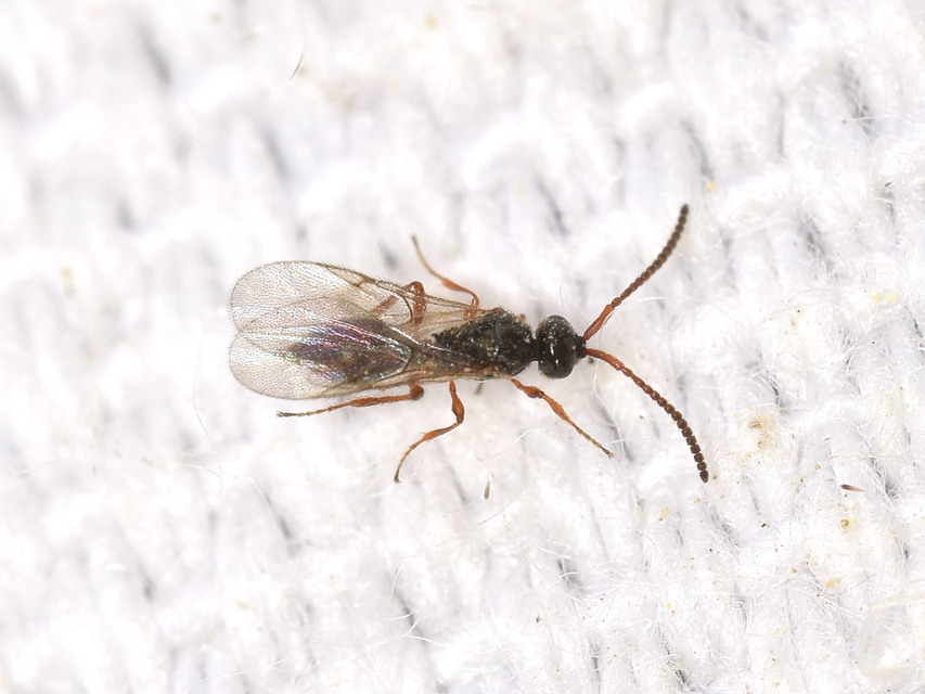 Diapriidae - szénfényű törpefürkészek