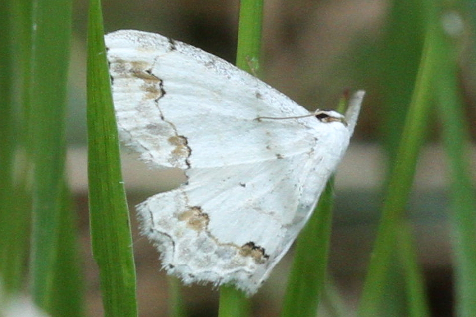 Scopula ornata - díszes fehéraraszoló