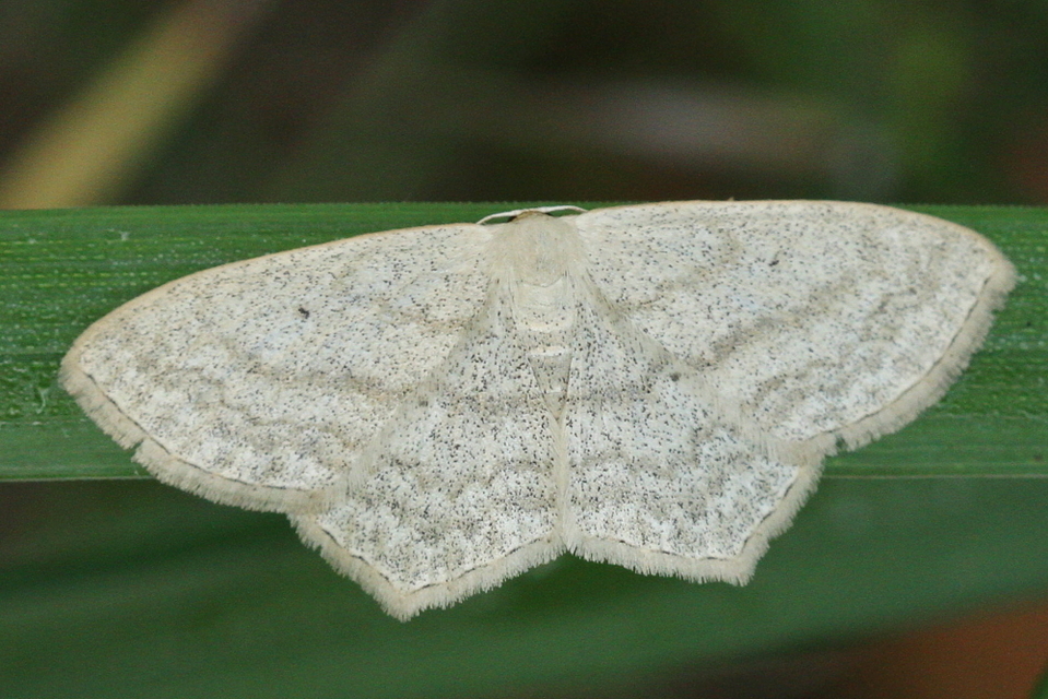 Scopula nigropunctata - feketepettyes araszoló