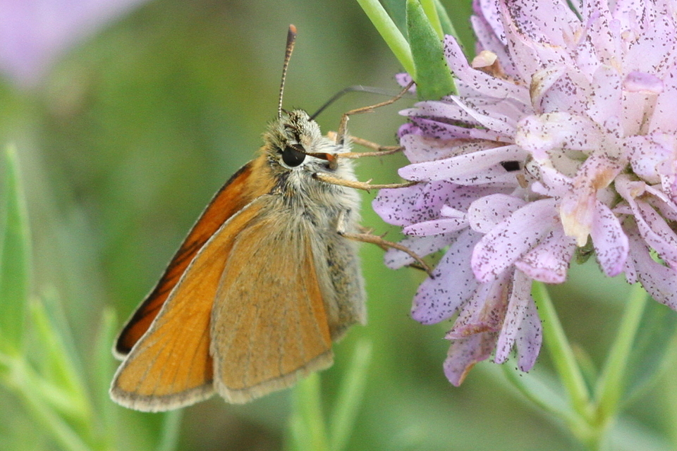 Thymelicus sylvestris - barna busalepke
