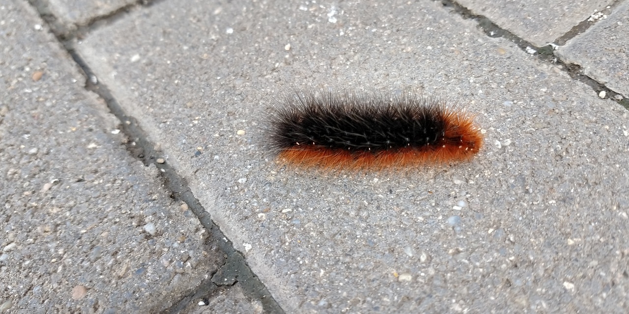 Arctia caja - közönséges medvelepke