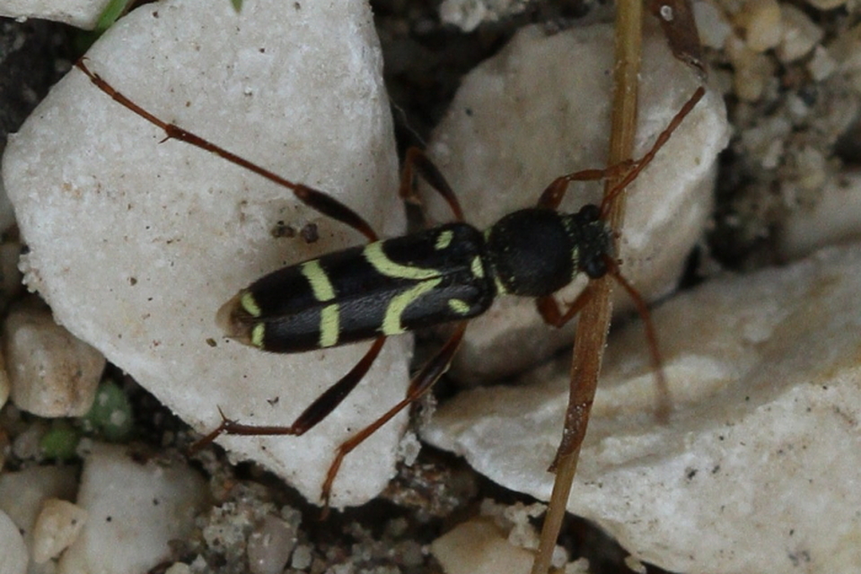 Clytus rhamni - benge-darázscincér