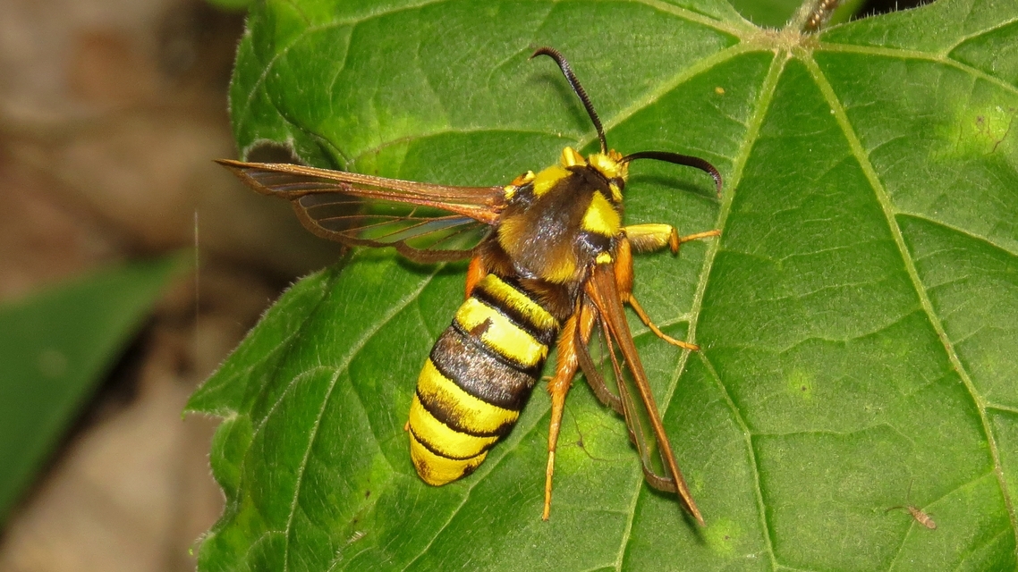 Sesia apiformis - darázslepke
