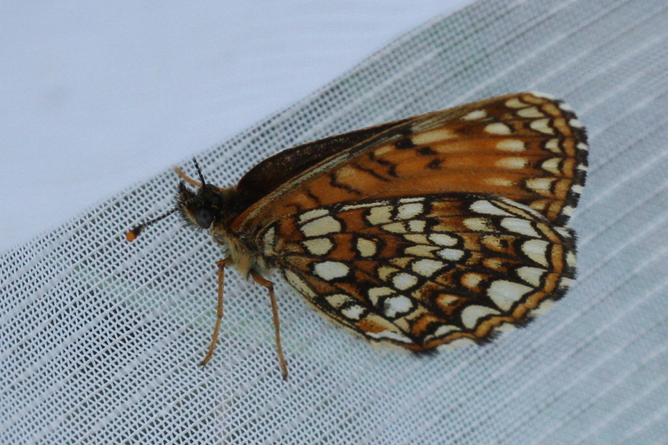 Melitaea diamina - kockás tarkalepke