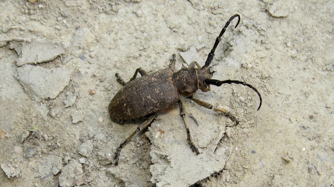Lamia textor - takácscincér