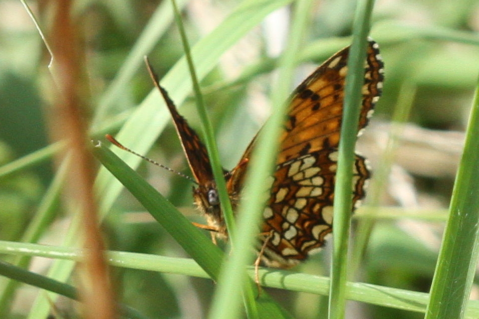 Melitaea diamina - kockás tarkalepke