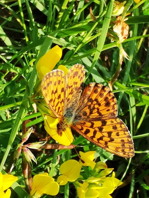 Boloria dia - kis gyöngyházlepke